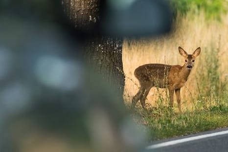 Rehlein, bleib bloß stehen: Doch nicht immer verlaufen Begegnungen mit Wildtieren harmlos.