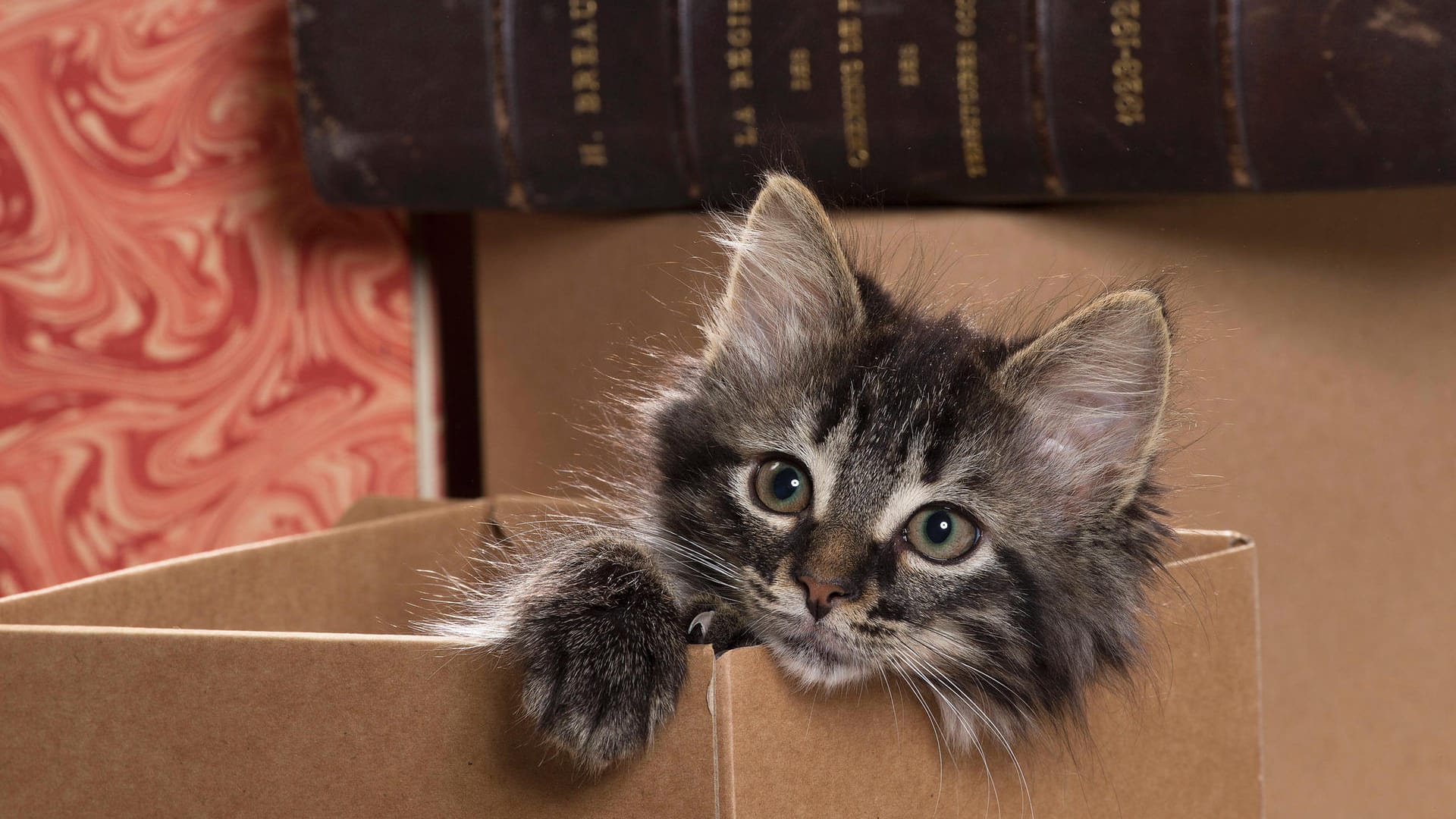 Katzen lieben Kartons: Mit einfachen Materialien kann man sie zudem gut beschäftigen.