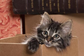Katzen lieben Kartons: Mit einfachen Materialien kann man sie zudem gut beschäftigen.