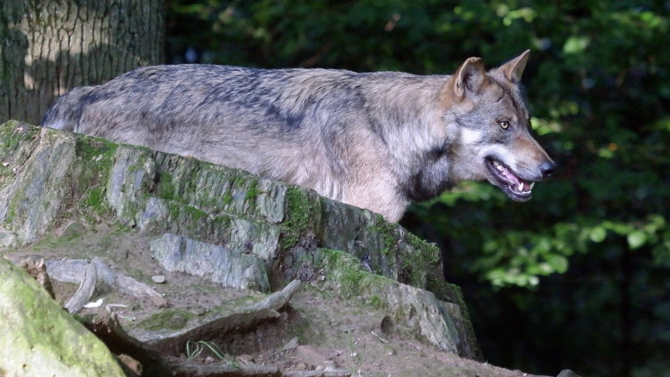 Ein Europäischer Grauwolf in der Natur (Symbolbild): Die Tiere stehen in Deutschland unter Artenschutz.