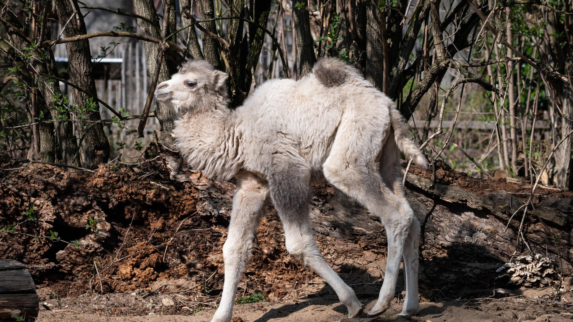 So klein und schon mit Foto im Internet unterwegs: Trampeltier-Baby "Kasper" in seinem Gehege im Kölner Zoo. So klein und schon mit Foto im Internet unterwegs: Trampeltier-Baby "Kasper" in seinem Gehege im Kölner Zoo.