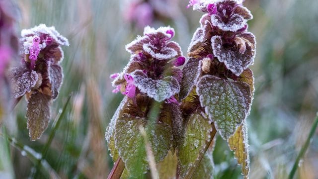 Auch im Frühling kann es noch Frost geben.