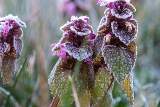 Auch im Frühling kann es noch Frost geben.