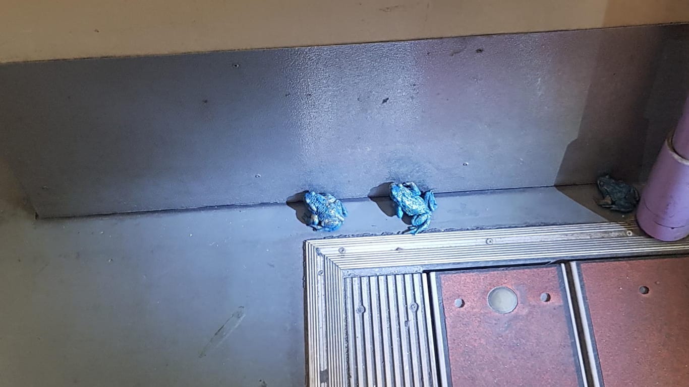 Zwei der blauen Frösche in der Straßenbahn: Insgesamt wurden 18 Tiere gefunden.