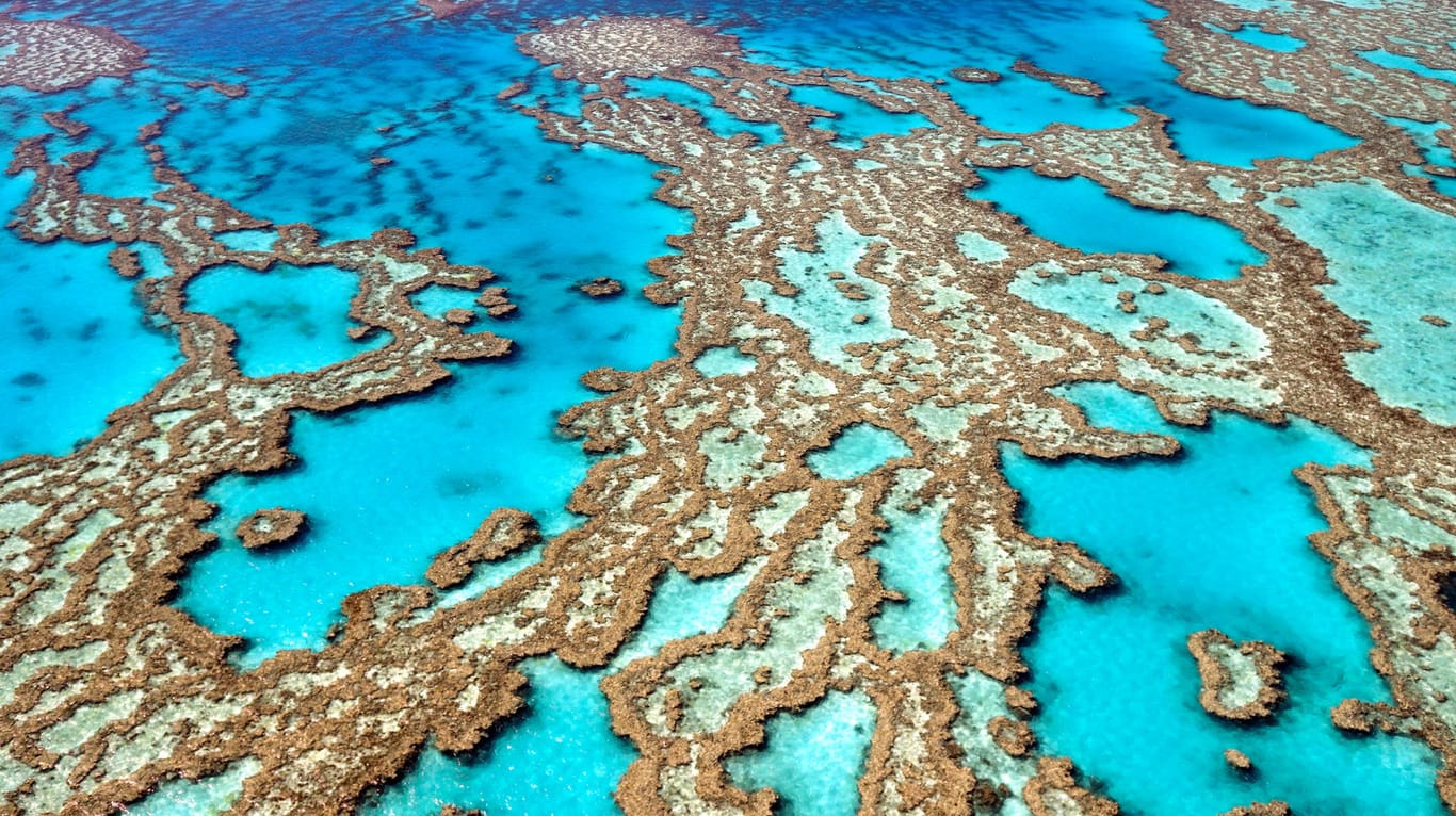 Das Great Barrier Reef: Experten beobachten massive Schäden durch den Klimawandel.