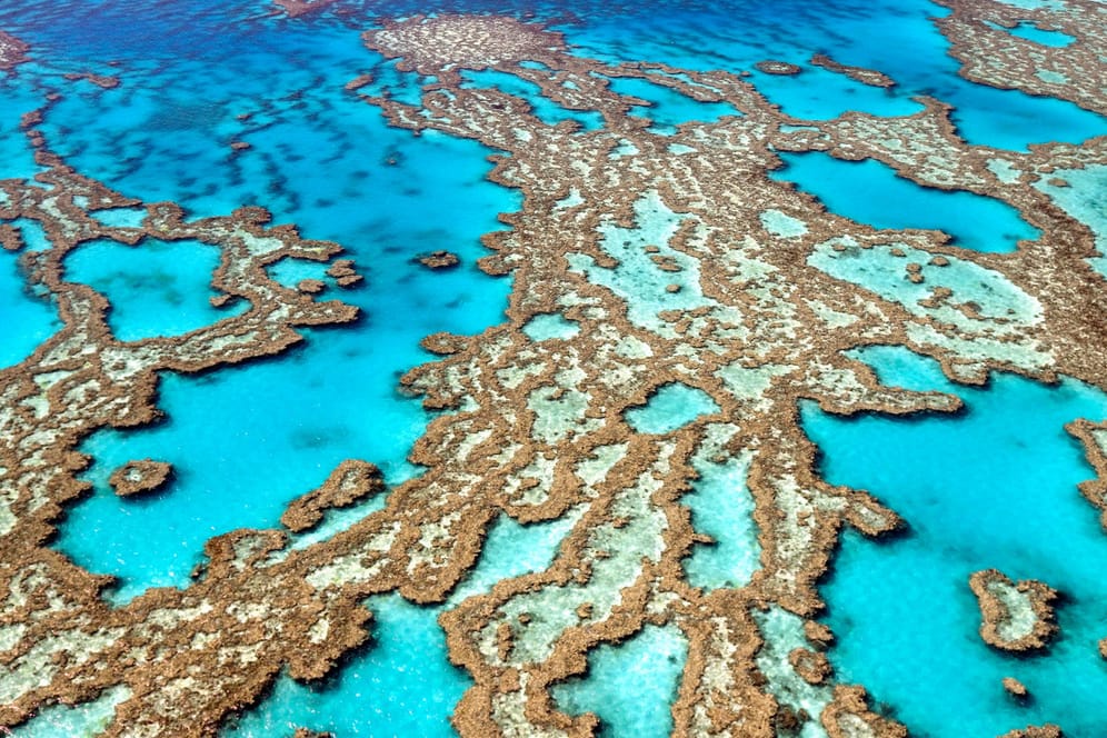 Das Great Barrier Reef: Experten beobachten massive Schäden durch den Klimawandel.