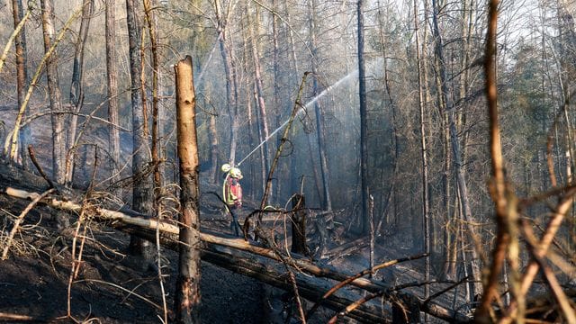 Ein Feuerwehrmann löscht einen Waldbrand (Symbolbild): Trockenheit und Hitze erhöhen das Risiko eines Feuers in der Natur.