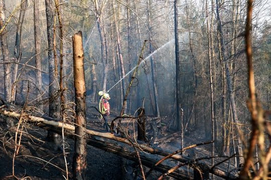 Ein Feuerwehrmann löscht einen Waldbrand (Symbolbild): Trockenheit und Hitze erhöhen das Risiko eines Feuers in der Natur.