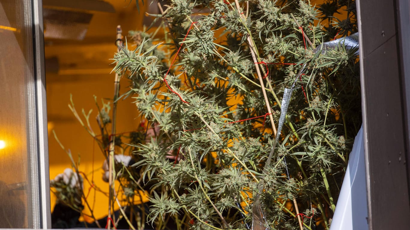Eine sichergestellte Cannabis-Pflanze bei einer Hausdurchsuchung (Symbolfoto): Die Hamburger Polizei hat bei einer Großrazzia mehrere Kilo Drogen beschlagnahmt.