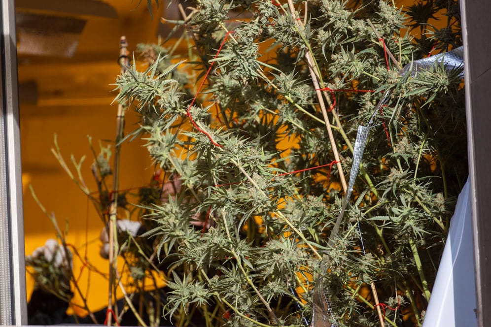 Eine sichergestellte Cannabis-Pflanze bei einer Hausdurchsuchung (Symbolfoto): Die Hamburger Polizei hat bei einer Großrazzia mehrere Kilo Drogen beschlagnahmt.