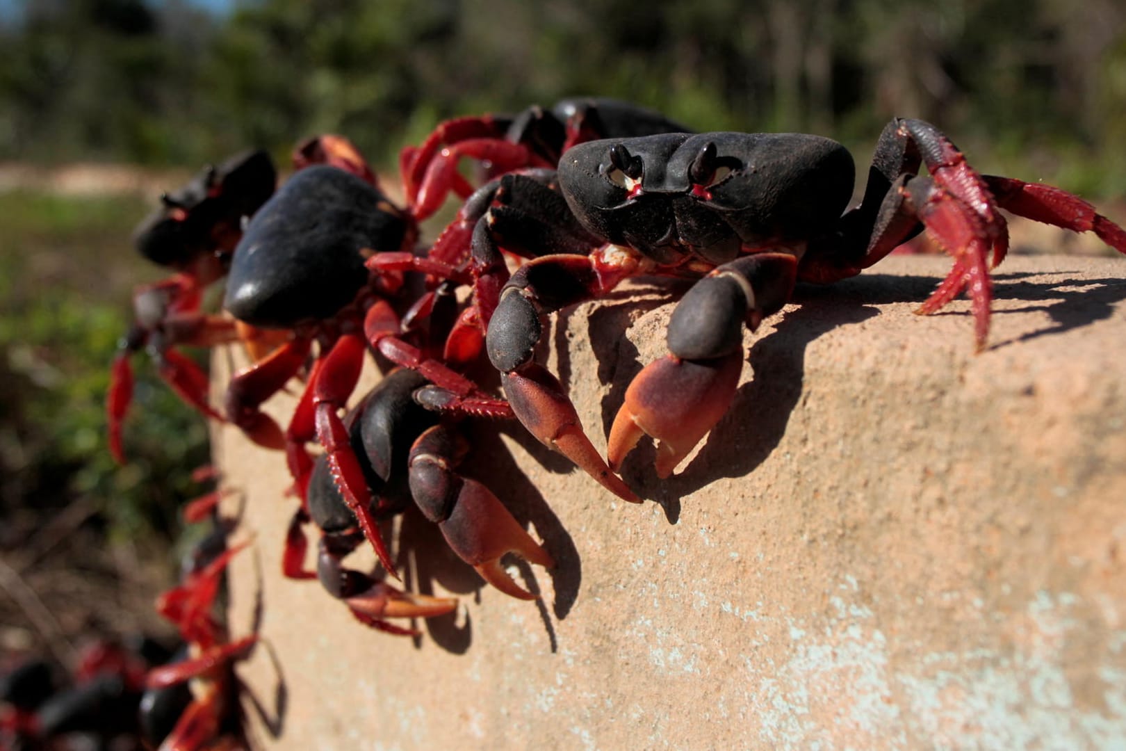 After pandemic peace, fresh swarms of crabs invade Cuba's Bay of Pigs, in Playa Larga