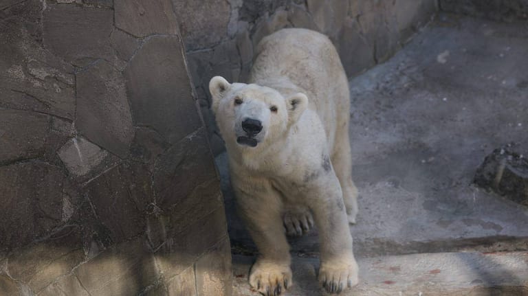 Eisbär im Zoo von Mykolajiw: Durch den Kauf von Online-Tickets kann der Zoo auch aus dem Ausland unterstützt werden.