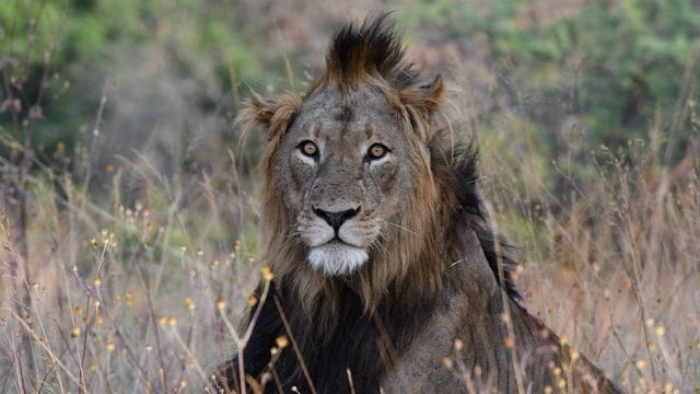 Ein Löwe im Akagere Nationalpark im ostafrikanischen Ruanda.