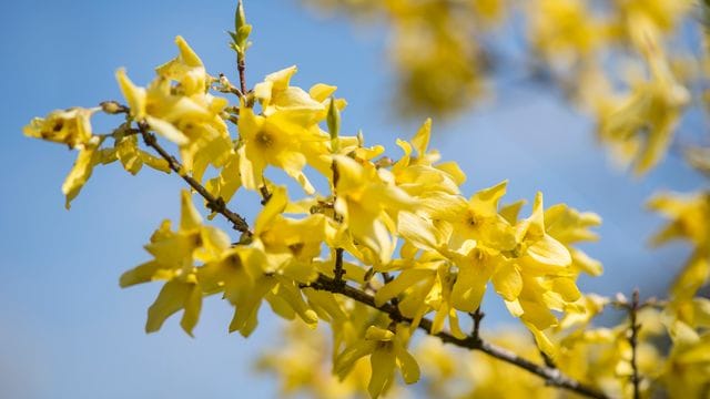 Die Forsythie ist im Frühling kaum zu übersehen.