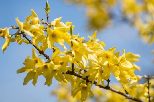 Die Forsythie ist im Frühling kaum zu übersehen.