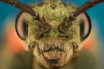 Wie viel wissen Sie über Insekten? Testen Sie sich in diesem kniffligen Wissenschaftsquiz.