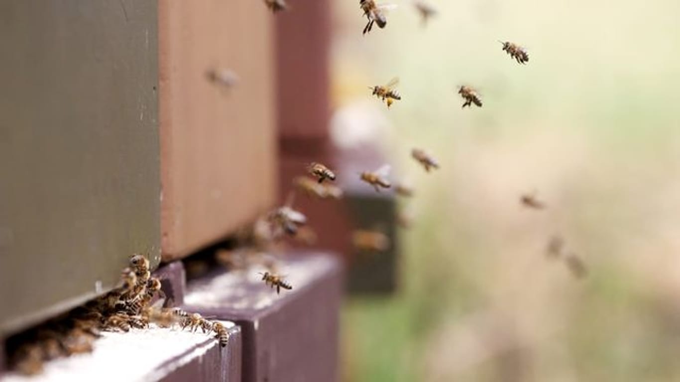 Bienen fliegen zu ihrem Bienenstock.
