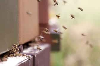 Bienen fliegen zu ihrem Bienenstock.
