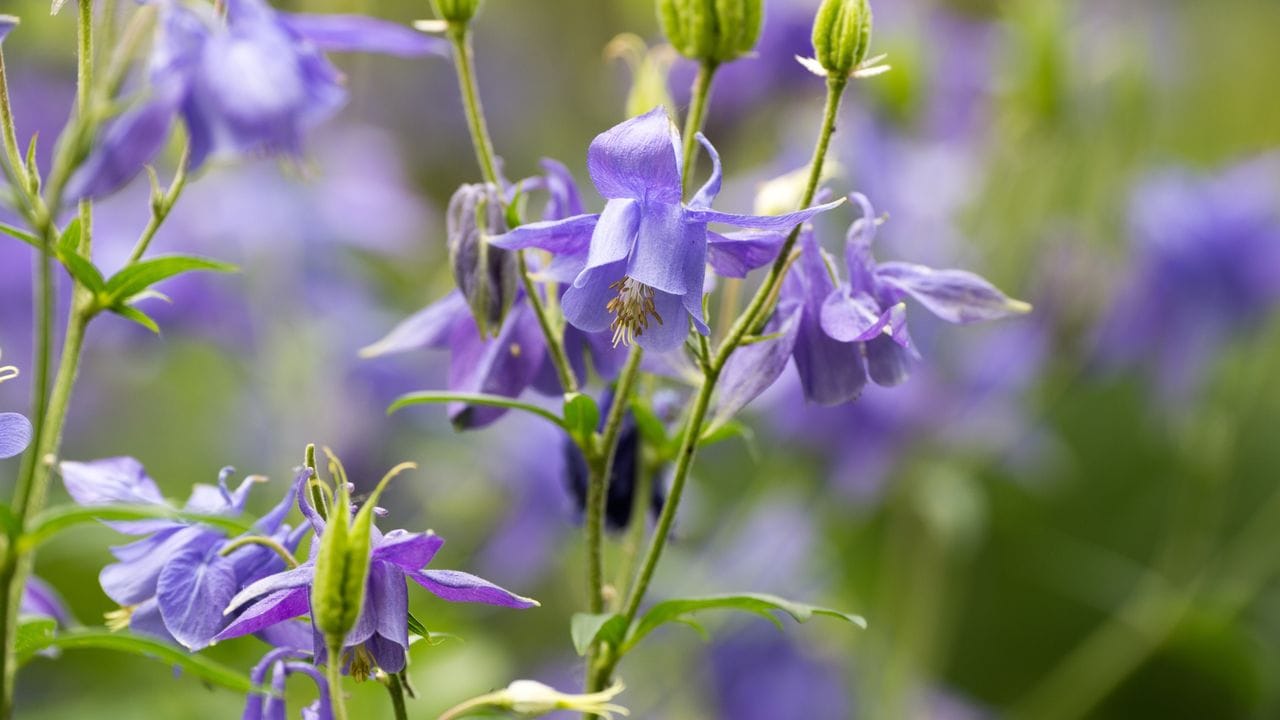 Akeleien bilden dünne, elegante Triebe mit Blüten, die oft nach unten zeigen. Akeleien bilden dünne, elegante Triebe mit Blüten, die oft nach unten zeigen.