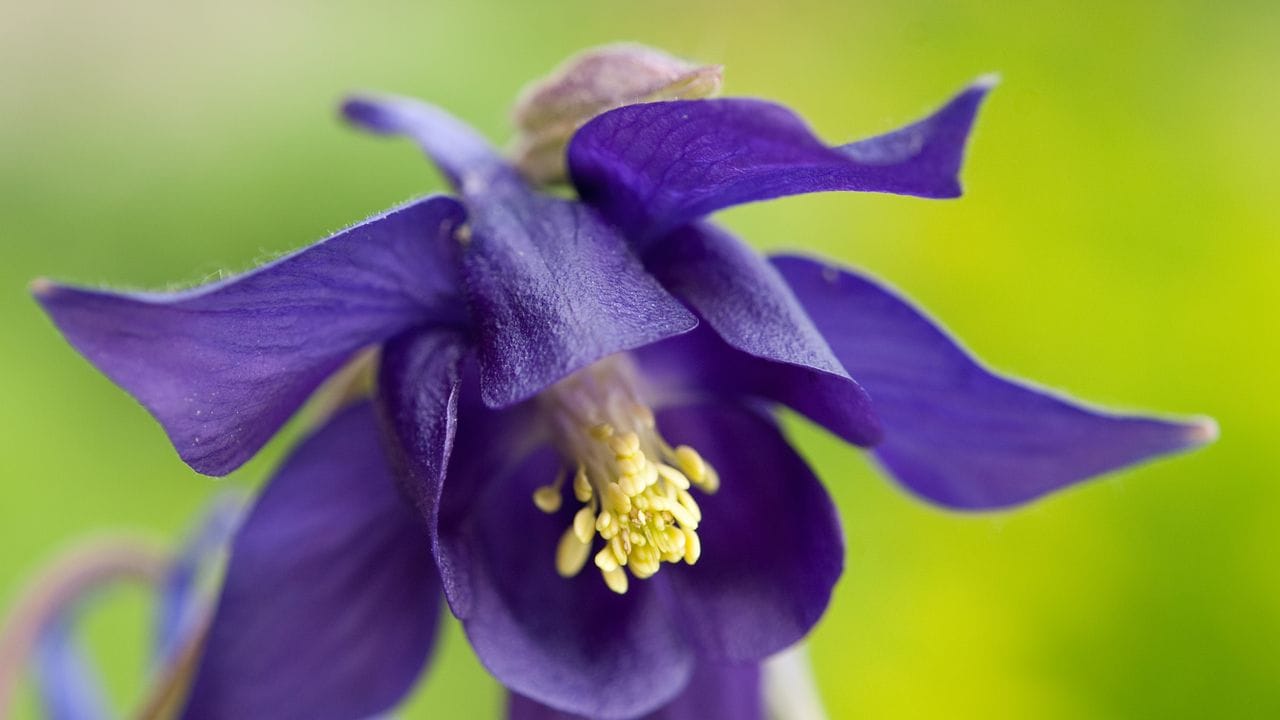 Die kurzgespornten, lilablauen Akeleien (Aquilegia vulgaris) wachsen in unseren Breiten auch wild - und locken Hummeln an. Die kurzgespornten, lilablauen Akeleien (Aquilegia vulgaris) wachsen in unseren Breiten auch wild - und locken Hummeln an.
