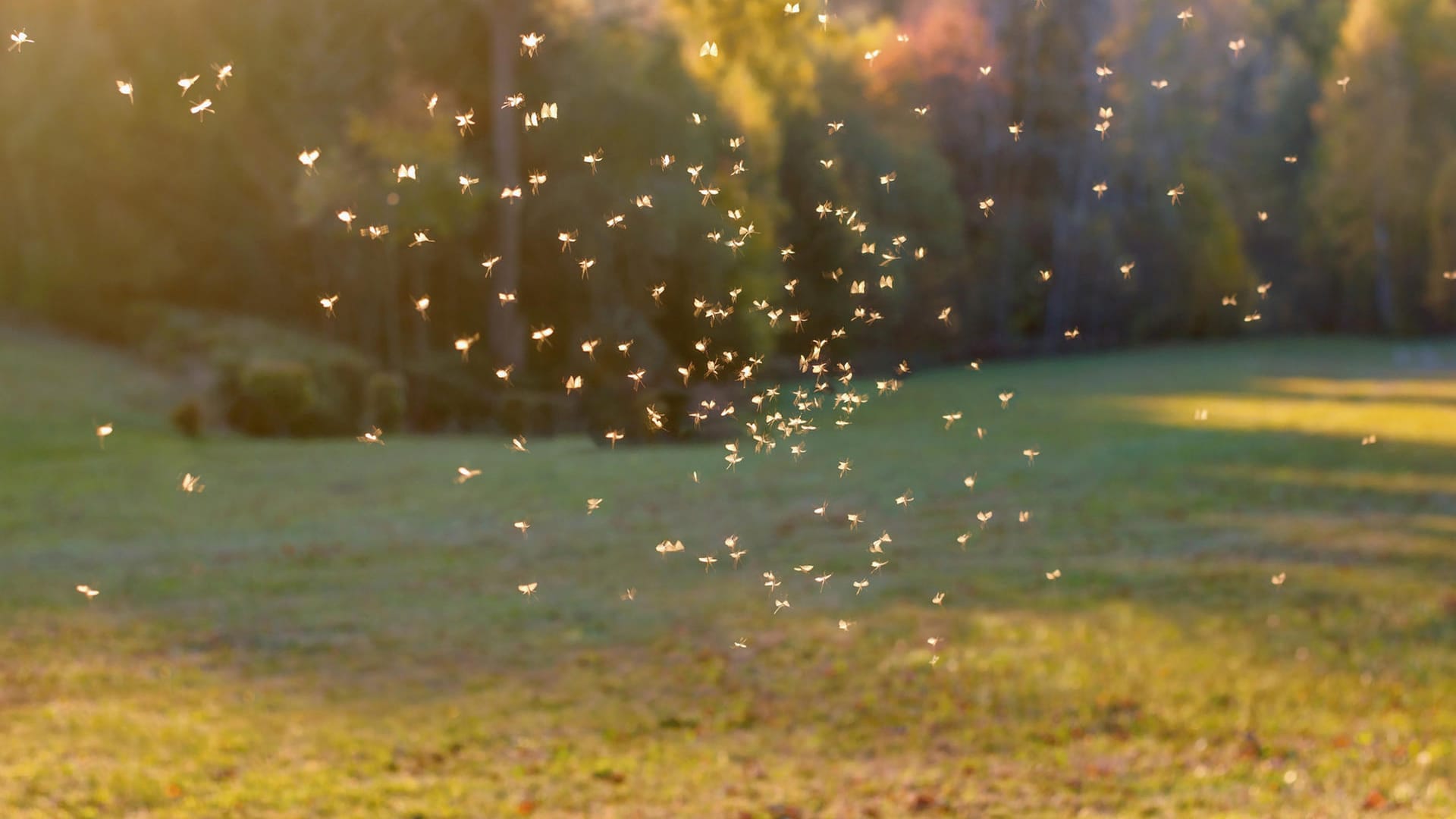 Mückenschwarm: Schon jetzt fliegen Mücken.