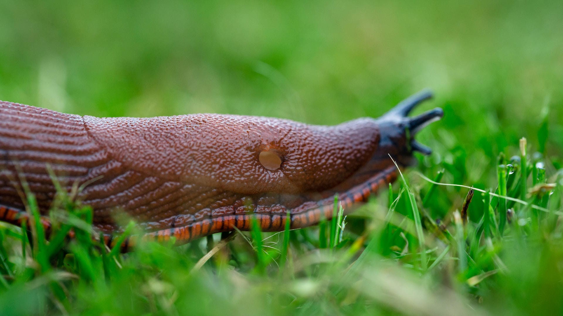 Nacktschnecken: Die Weichtiere fressen gerne Pflanzen an.