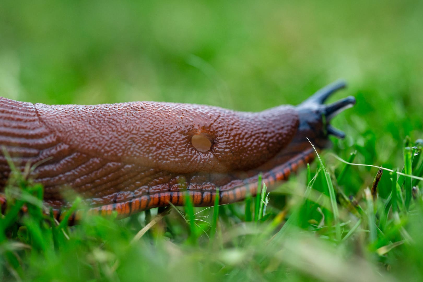 Nacktschnecken: Die Weichtiere fressen gerne Pflanzen an.