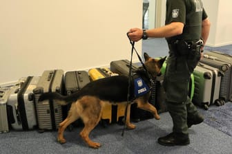 Hundeführer mit Spürhund bei der Überprüfung von Koffern (Symbolbild): Der 12-jährige Harro erschnüffelte Kokain im Wert von einer halben Million Euro.