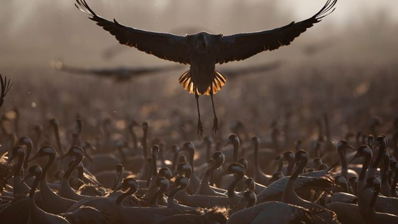 Ziehende Kraniche verweilen in einem Naturschutzgebiet nördlich des Sees Genezareth im Norden Israels.