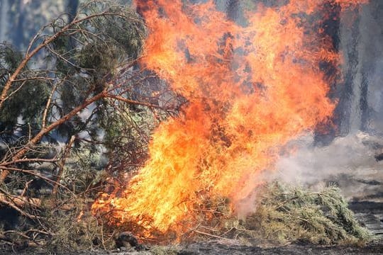 Waldbrand in Sachsen-Anhalt