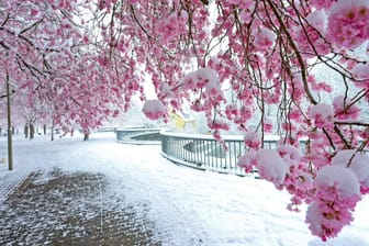 Wintereinbruch in Deutschland (Symbol): Der Frost könnte für die blühenden Kirschbäume gefährlich werden.