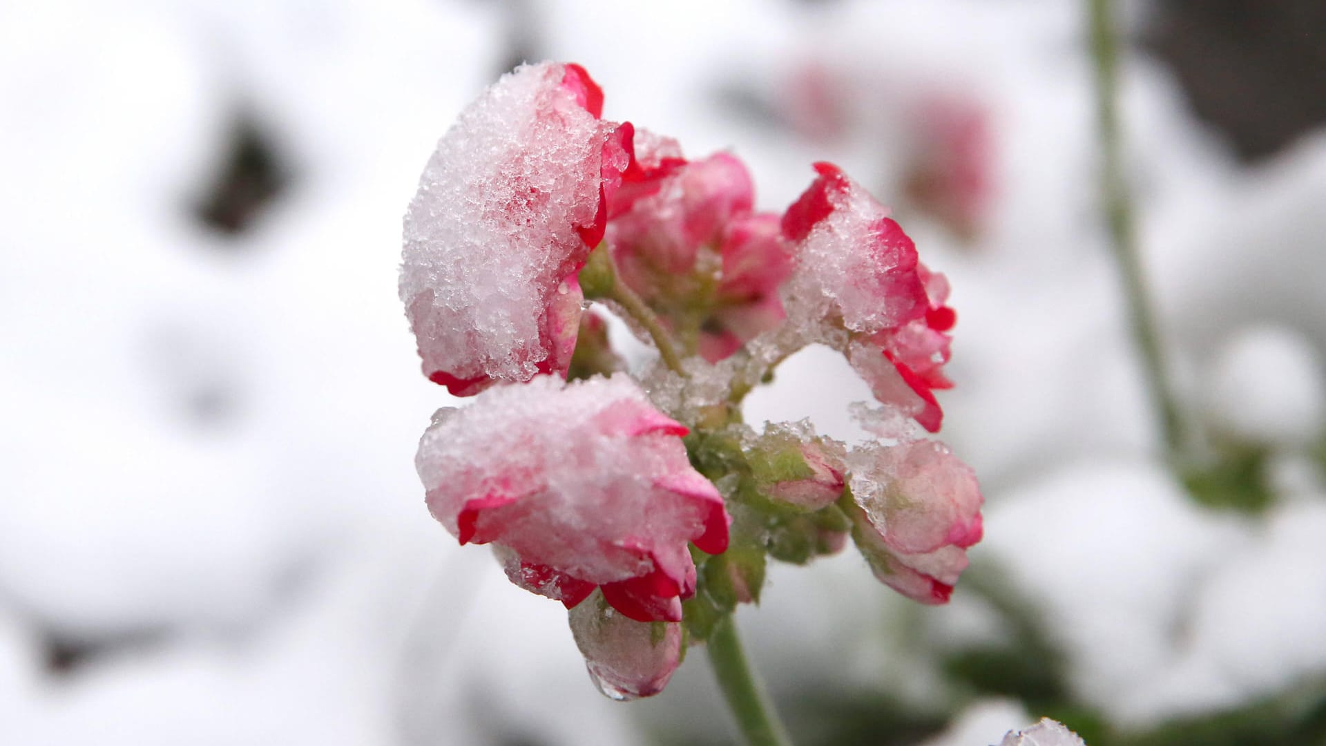Blüten von Schnee bedeckt (Symbolbild): In Baden-Württemberg kommt der Winter nochmal zurück. Blüten von Schnee bedeckt (Symbolbild): In Baden-Württemberg kommt der Winter nochmal zurück.