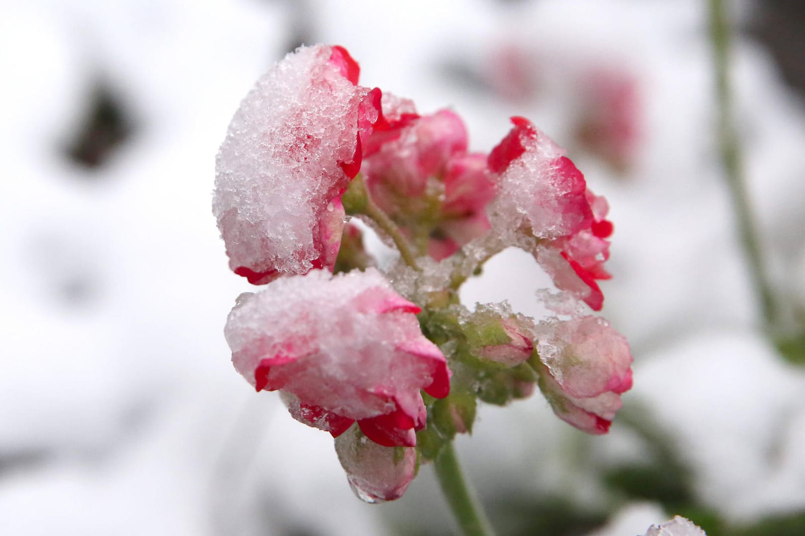 Blüten von Schnee bedeckt (Symbolbild): In Baden-Württemberg kommt der Winter nochmal zurück.