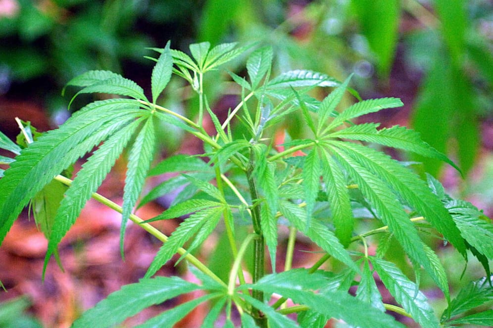 Marihuana-Pflanze (Symbolbild): Die Beamten haben über 2.000 Pflanzen bei Wohnungsdurchsuchungen sichergestellt.