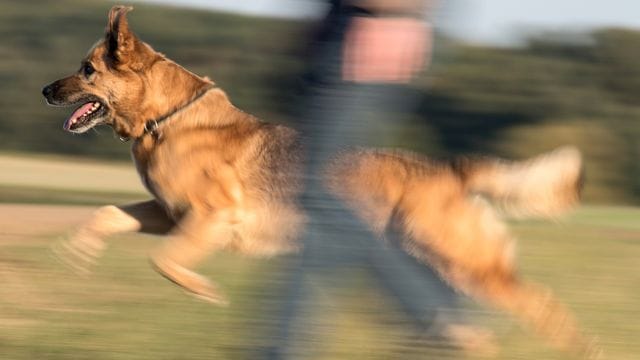 Eine Frau geht mit einem Schäferhund-Mischling Gassi