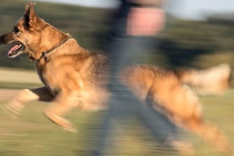 Eine Frau geht mit einem Schäferhund-Mischling Gassi