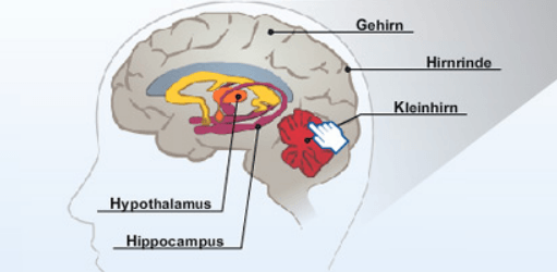 Abbildung der Gehirnareale: Schon moderater Alkoholkonsum schädigt das Gehirn.