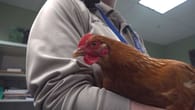 Polizei "rettet" Huhn vor KFC