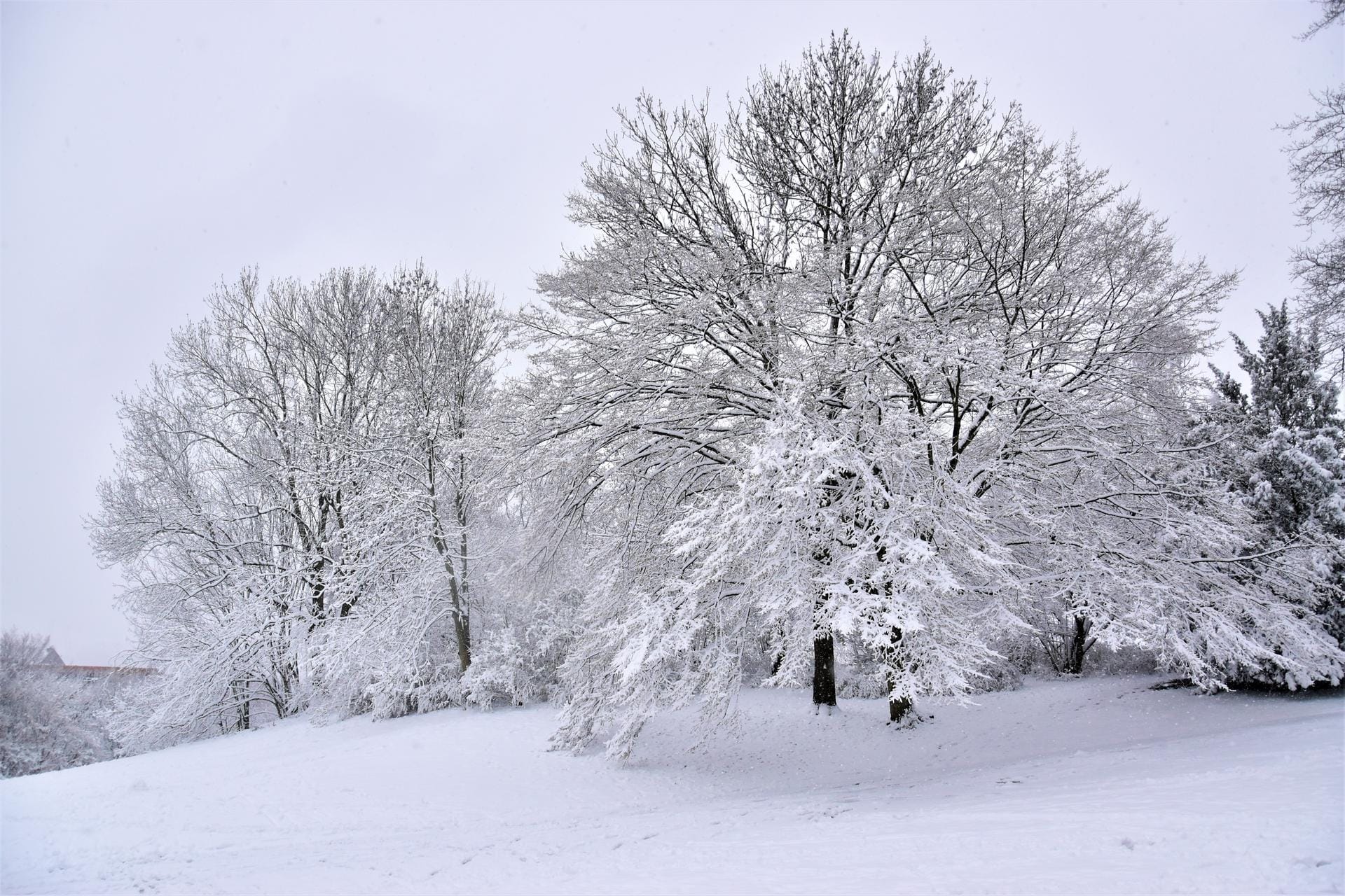 Winterwunderland in Hamburg-Altona: Diese Bäume im Donners Park sind komplett mit Schnee bedeckt.