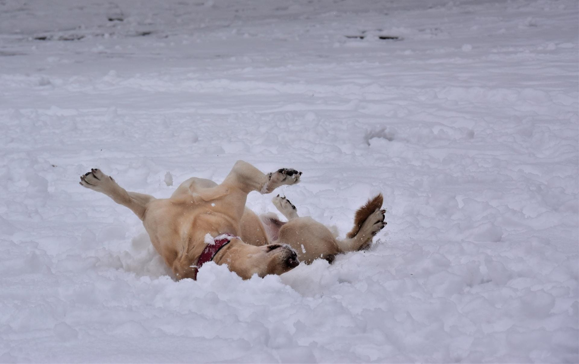 Auch Labradore fühlen sich im Schnee wohl: Rüde Fratzo hat jedenfalls keine Berührungsängste.
