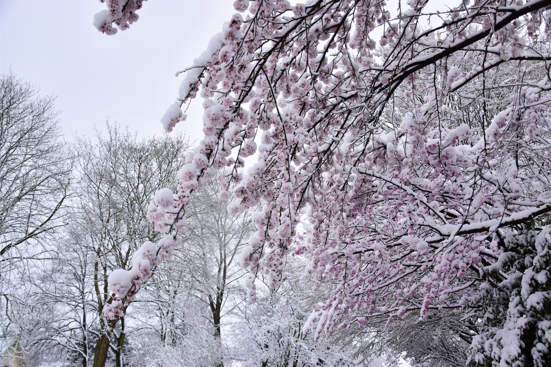Frühlingsboten im Schnee: Diese Kirschblüten im Donners Park in Hamburg-Altona leuchten im Schnee besonders farbenfroh.