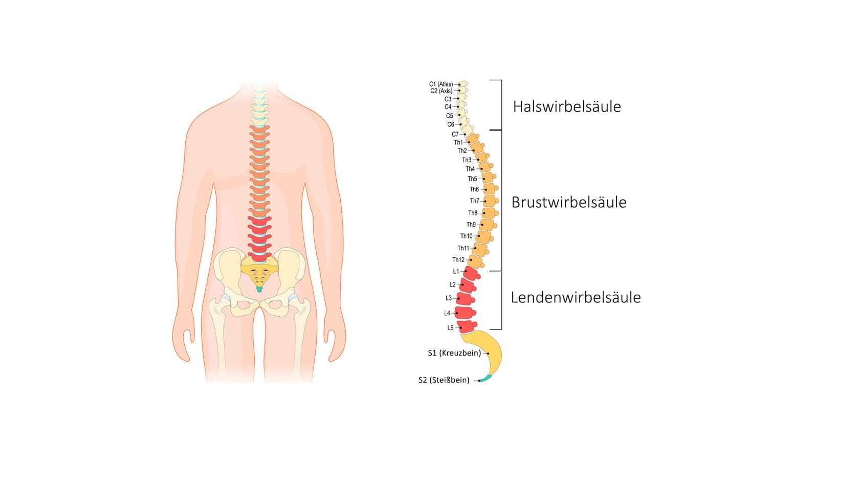 Schematische Darstellung der menschlichen Wirbelsäule