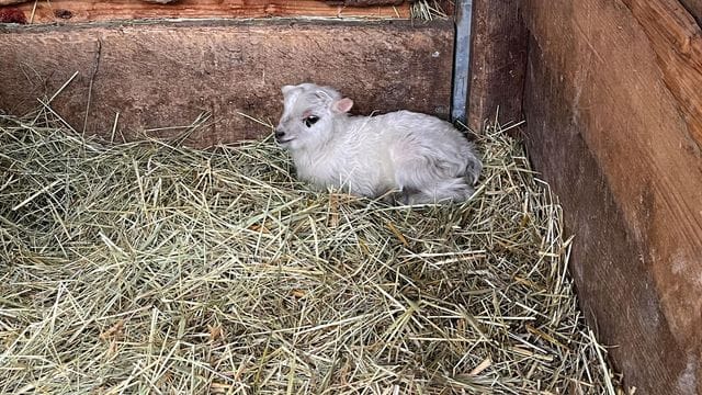 Erstes Lämmchen im Erfurter Zoo geboren