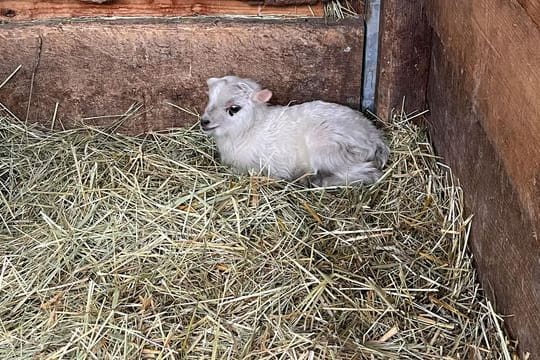 Erstes Lämmchen im Erfurter Zoo geboren