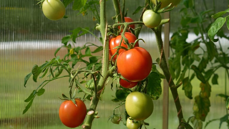 Tomaten in einem Gewächshaus.