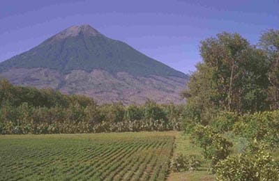 Wachsende Kaffeepflanzen auf einer Plantage in Guatemala.