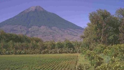 Wachsende Kaffeepflanzen auf einer Plantage in Guatemala.