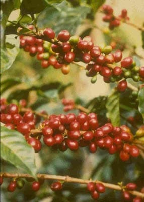An der rötlich-braunen Farbe sind die reifen Kaffee-Kirschen erkennbar.