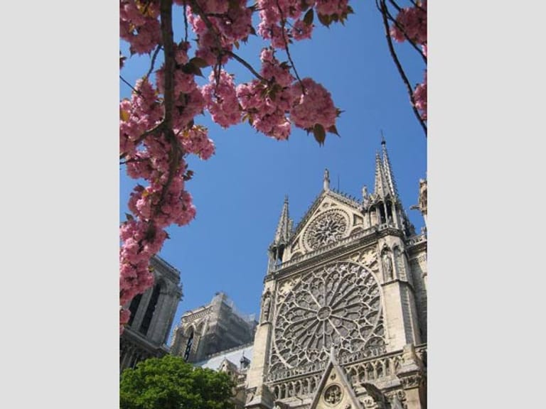Blühende Zweige vor der Kirche Notre-Dame in Paris.