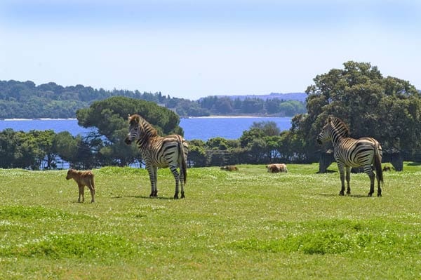 Der Nationalpark Brijuni verfügt über einen exotischen Tierpark.